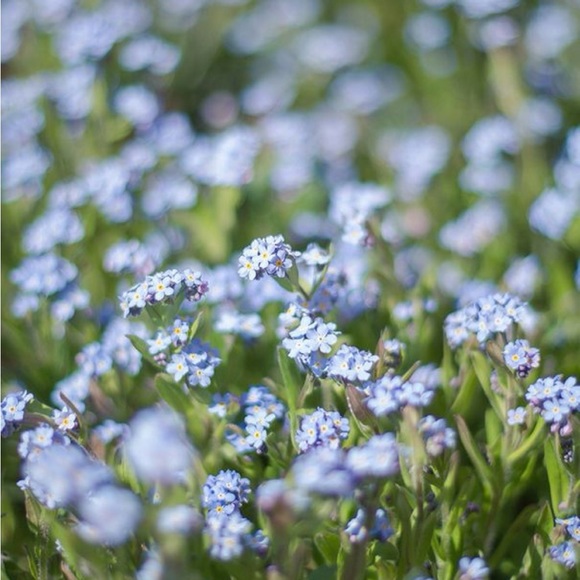 Ready for Spring? Comment below 💐💐 - Picture 3 of 6